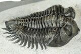 Two Coltraneia Trilobites With Hollardops - Ofaten, Morocco #311147-7